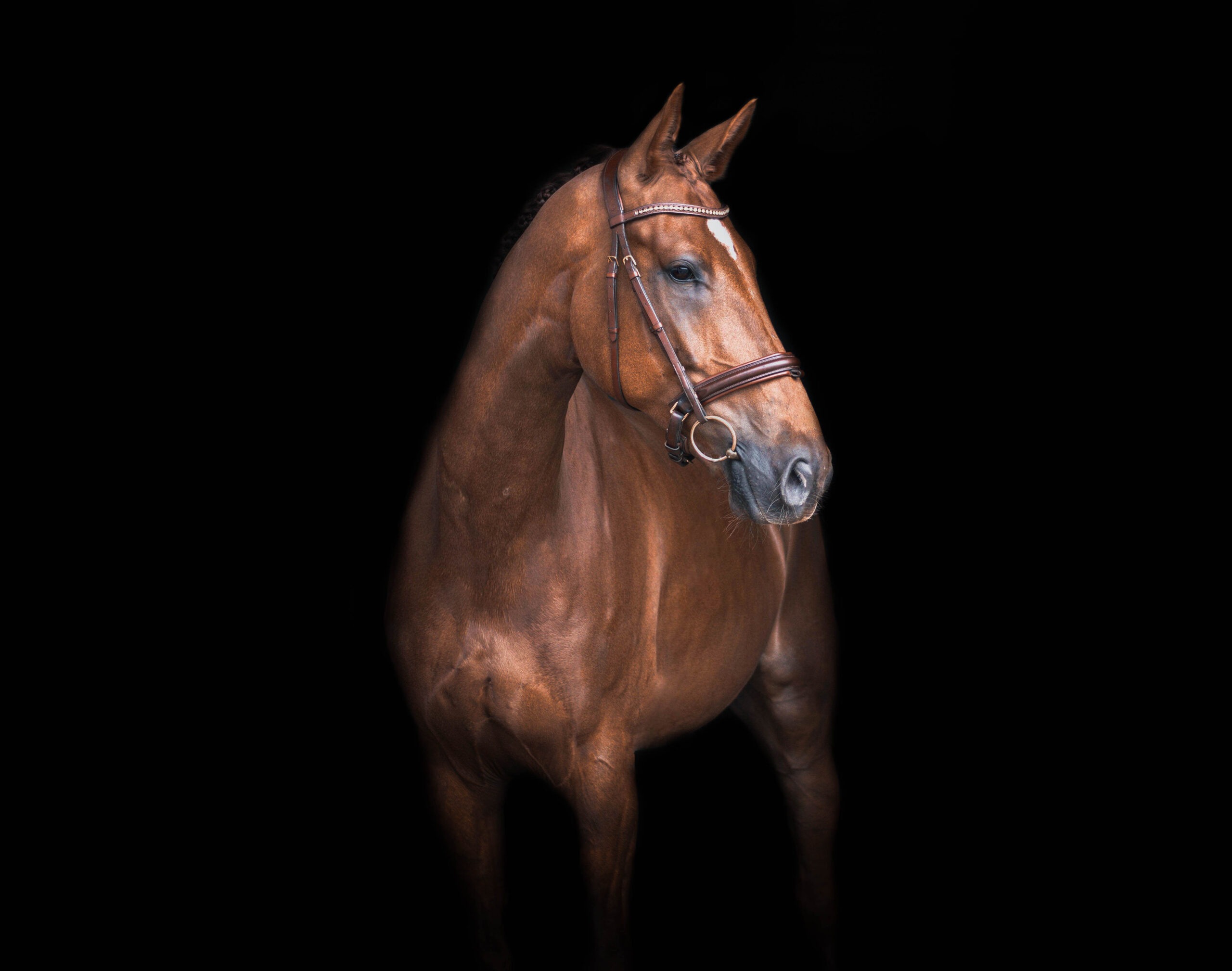 kvaliteetsed hobusöödad ja hooldusvahendid Sinu hobusele – kiire tarne ja asjatundlik teenindus